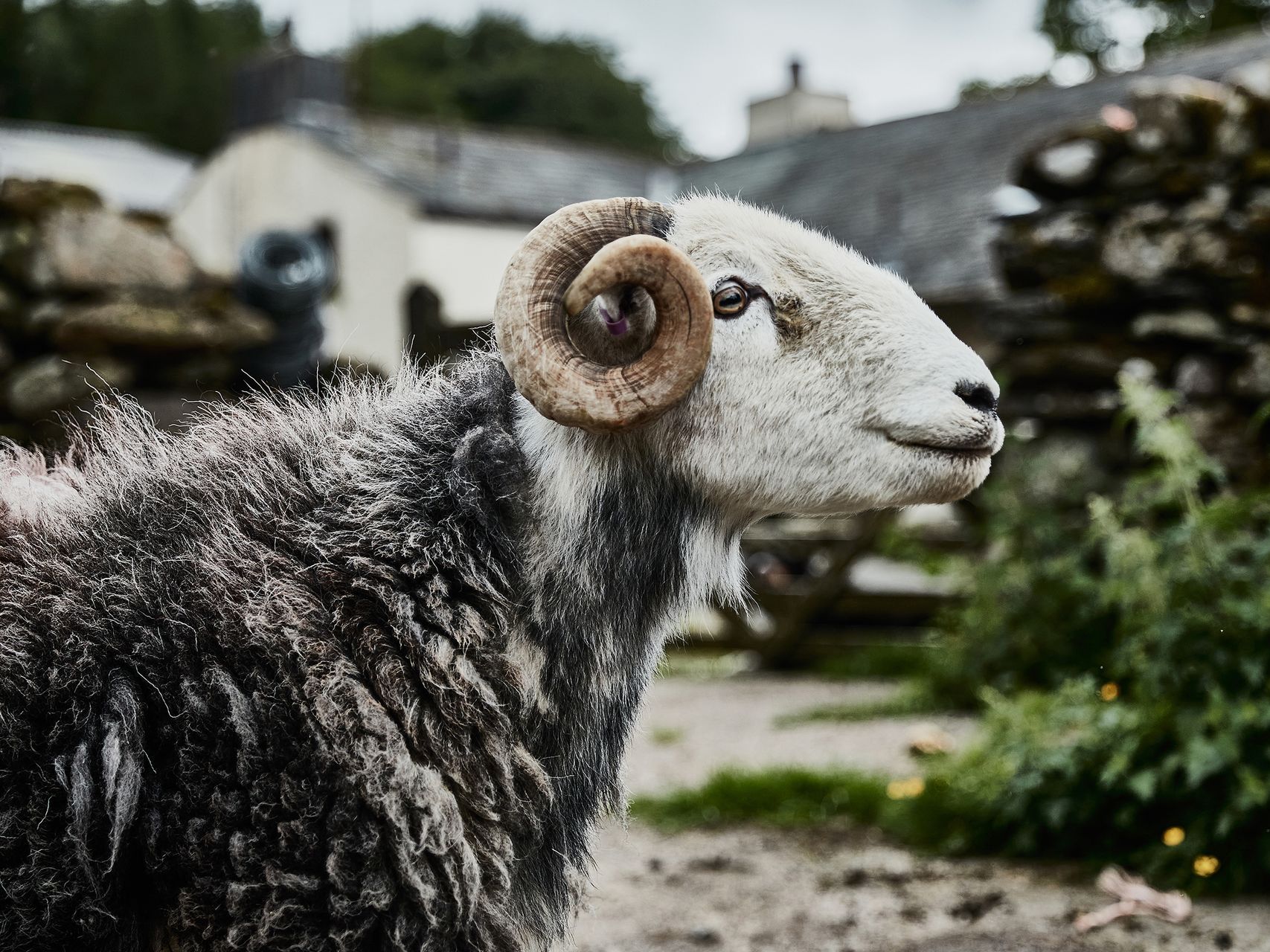 Side profile of a Herdwick sheep with curled horns with a cottage in the background.