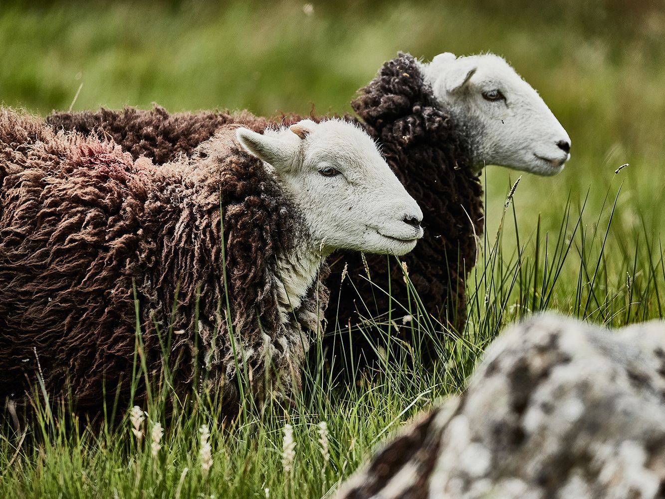 Two Herdwick sheep roaming in long green grass.