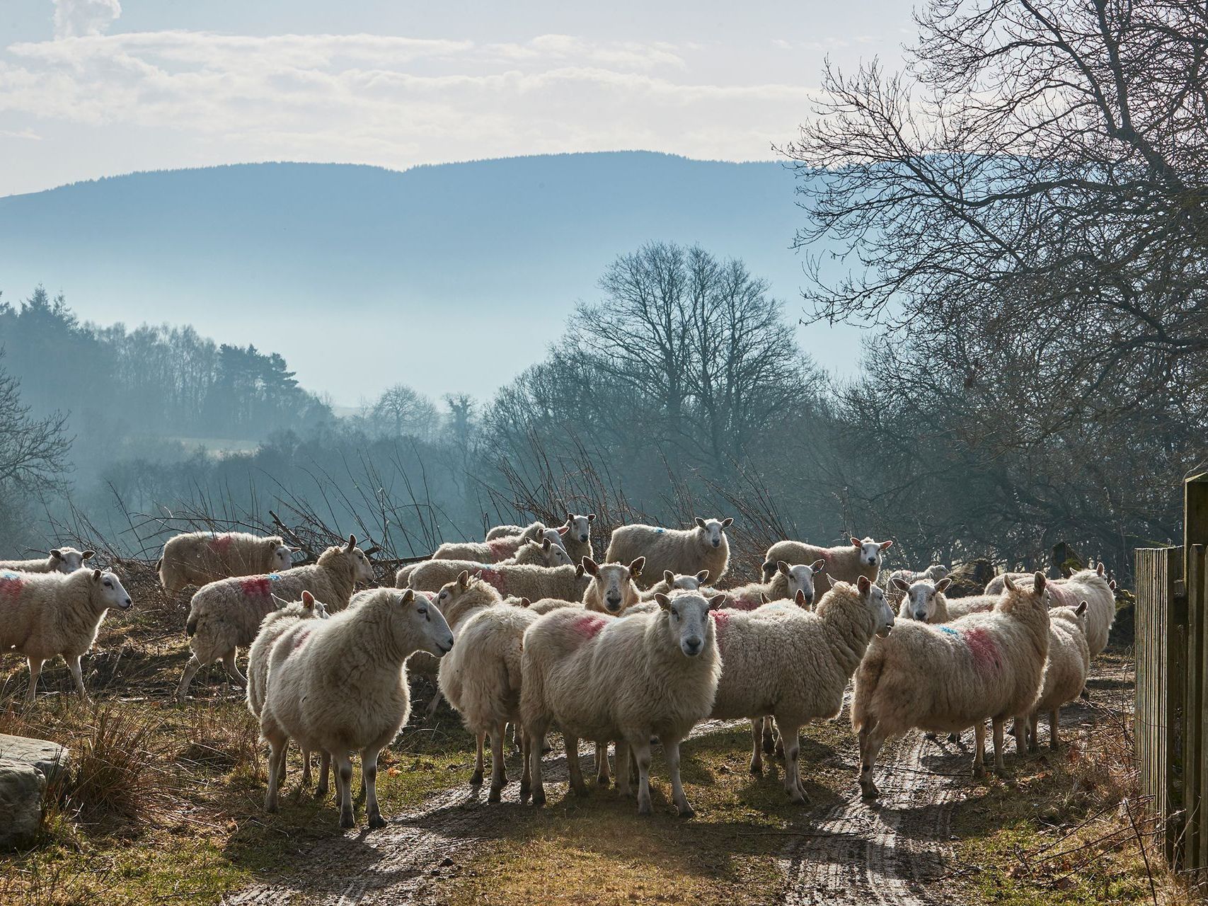 Welsh Mountain sheep in the countryside before being sheared for office furniture and home furniture, chairs and tables.