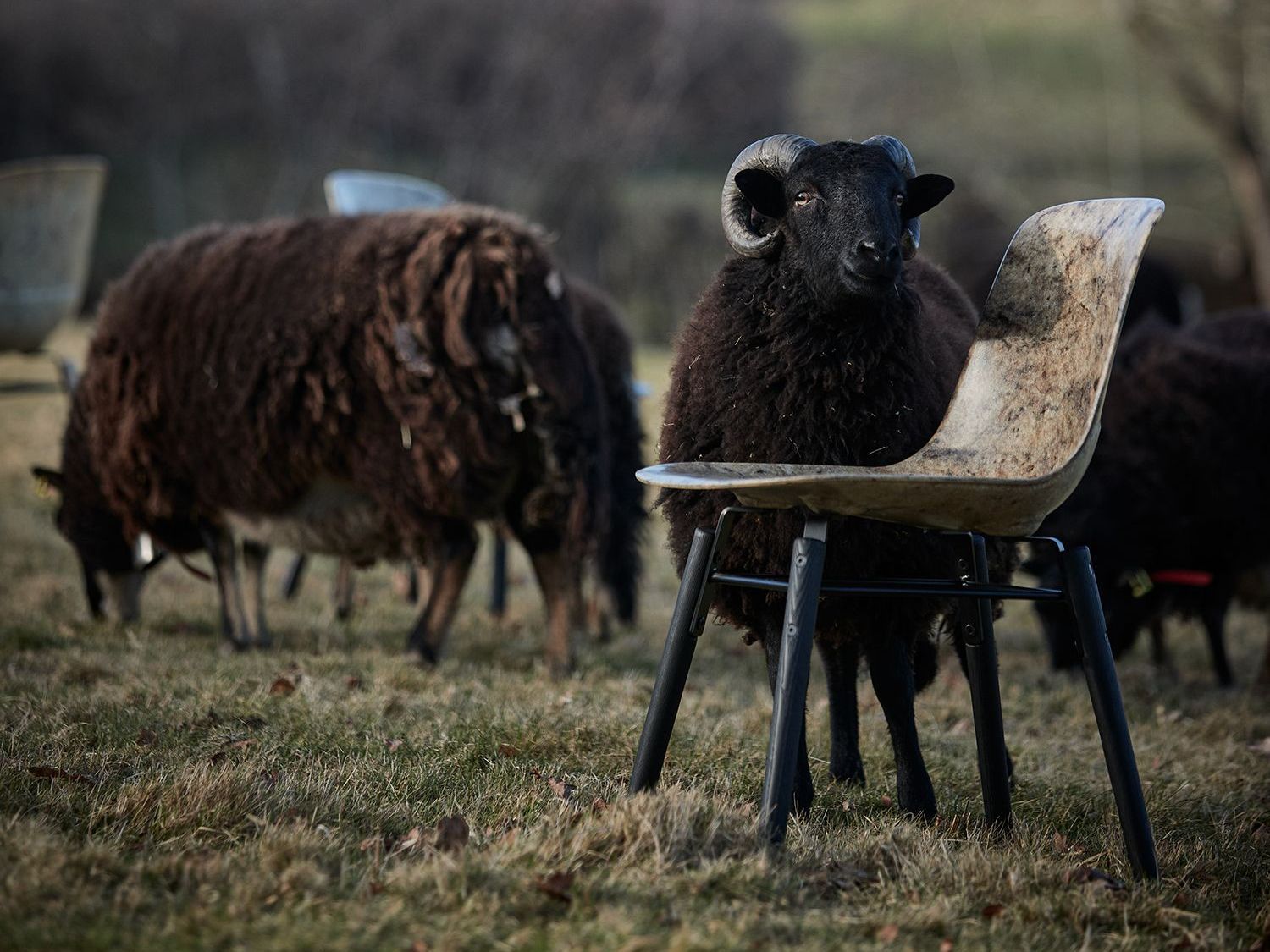 Sheep in the countryside next to Solidwool's Hembury chair.