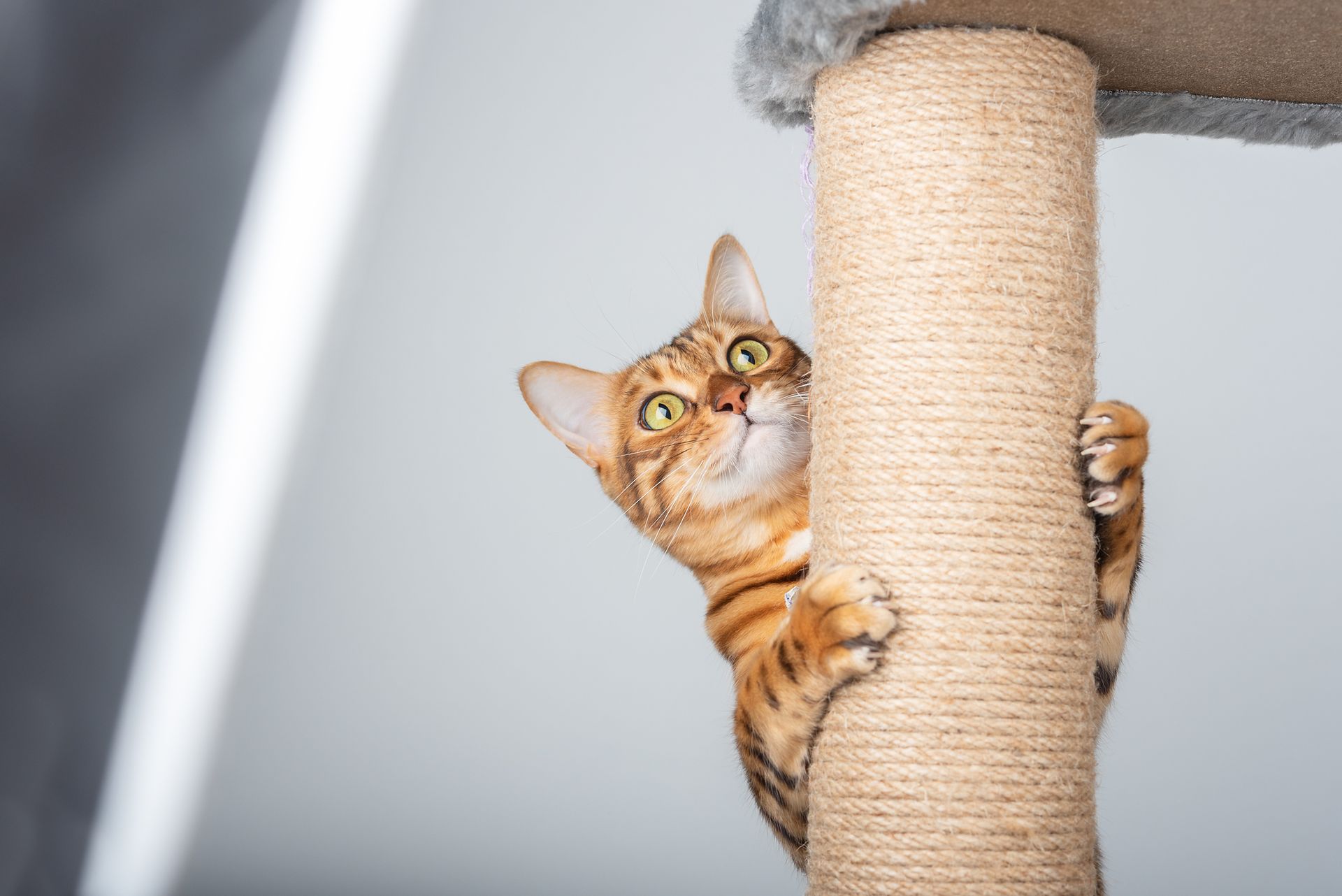 accessori e giochi per animali