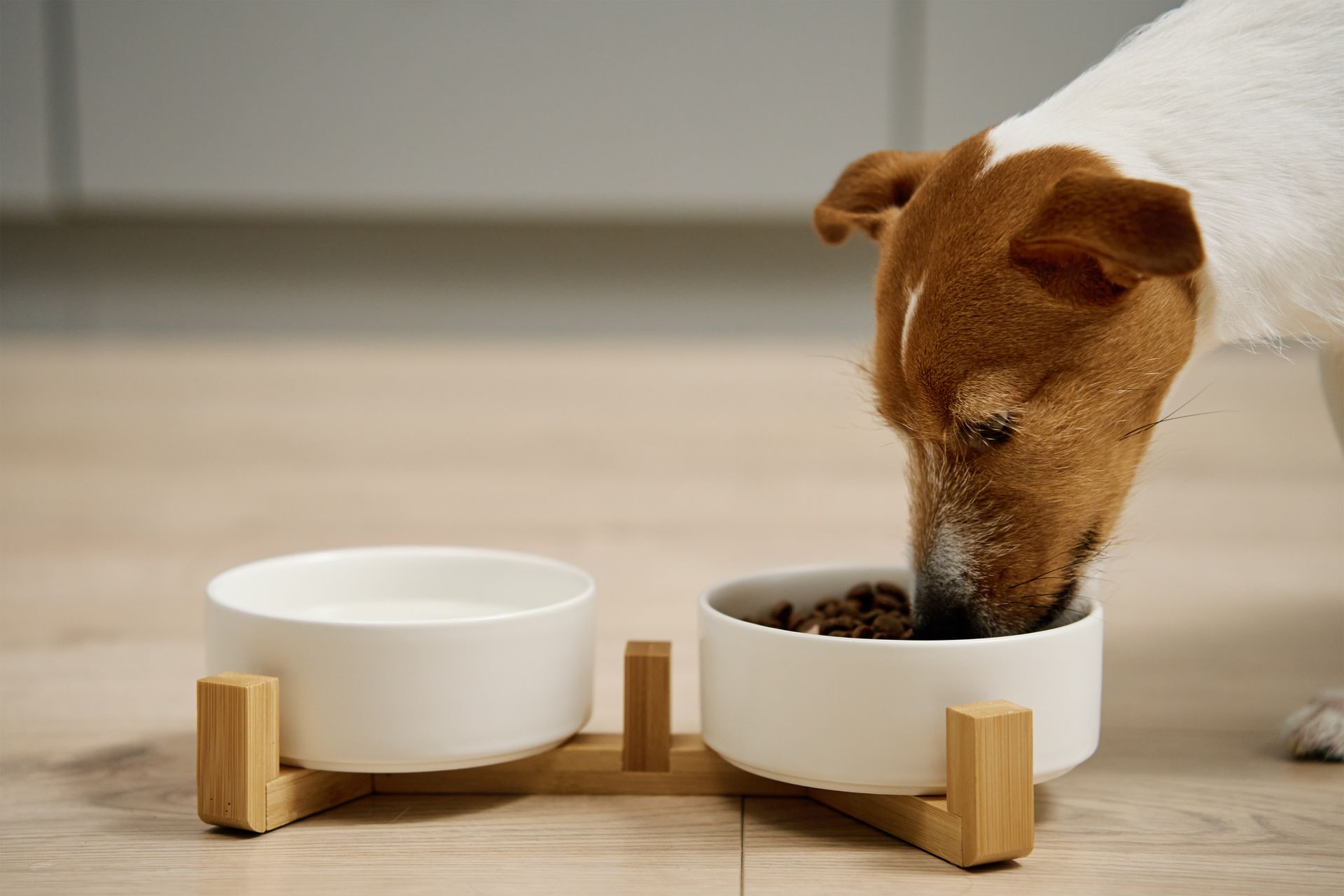 alimenti per cani, gatti, roditori e uccelli