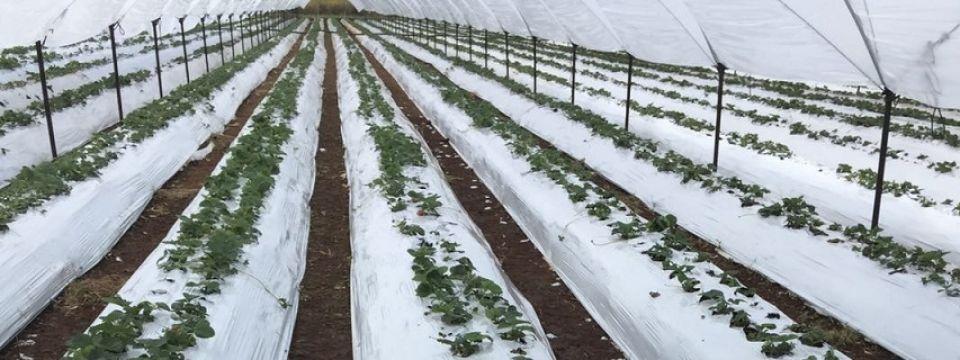 POLIETILENOS DEL SUR -Acolchados