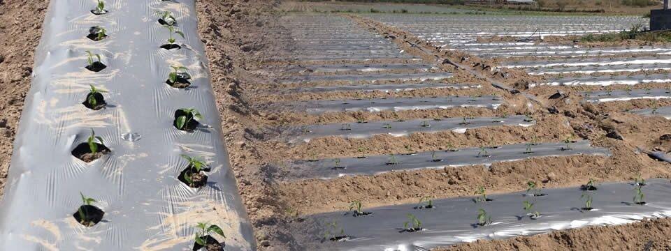 POLIETILENOS DEL SUR - Rafia