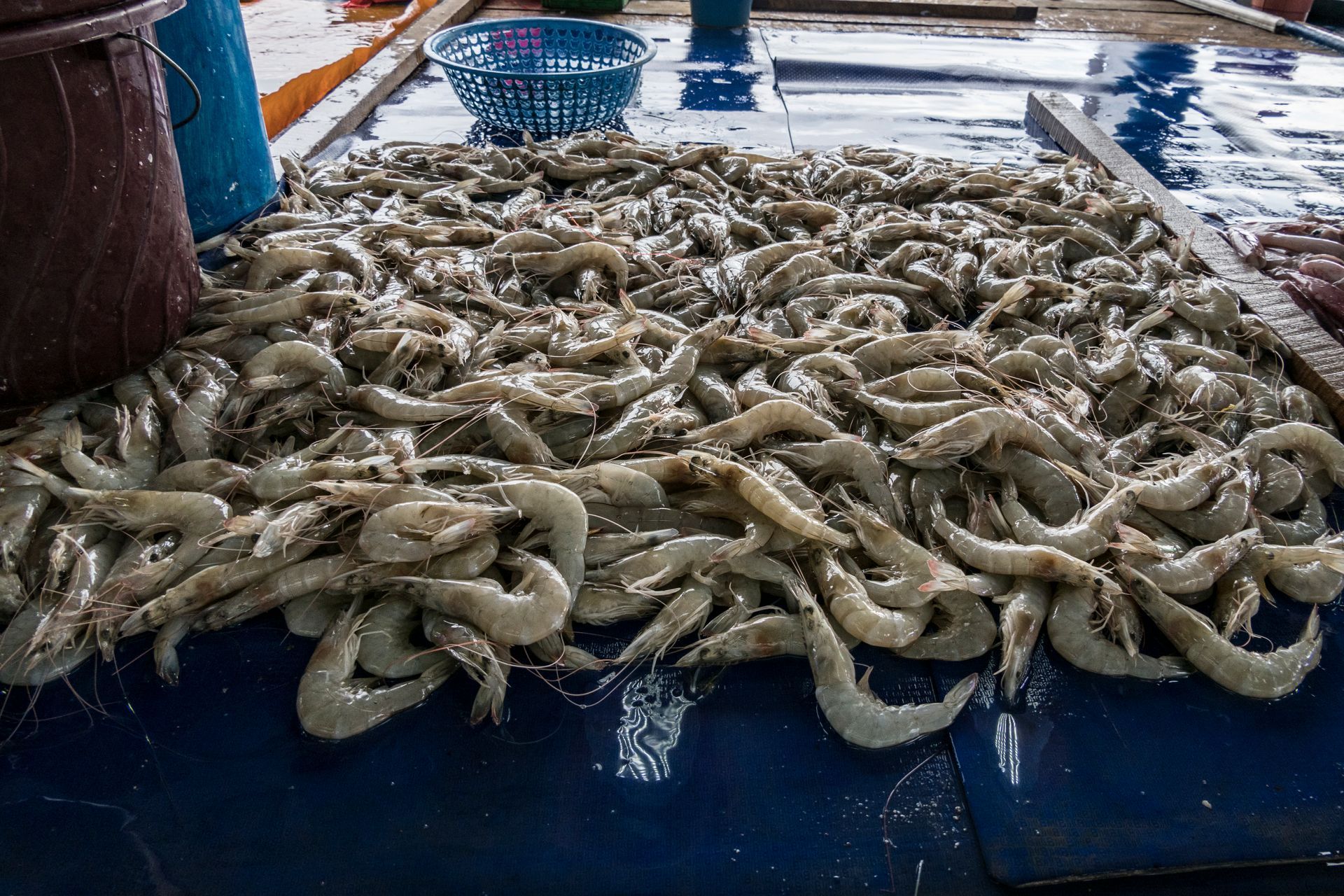 Fresh shrimp laid out on ice at a seafood market