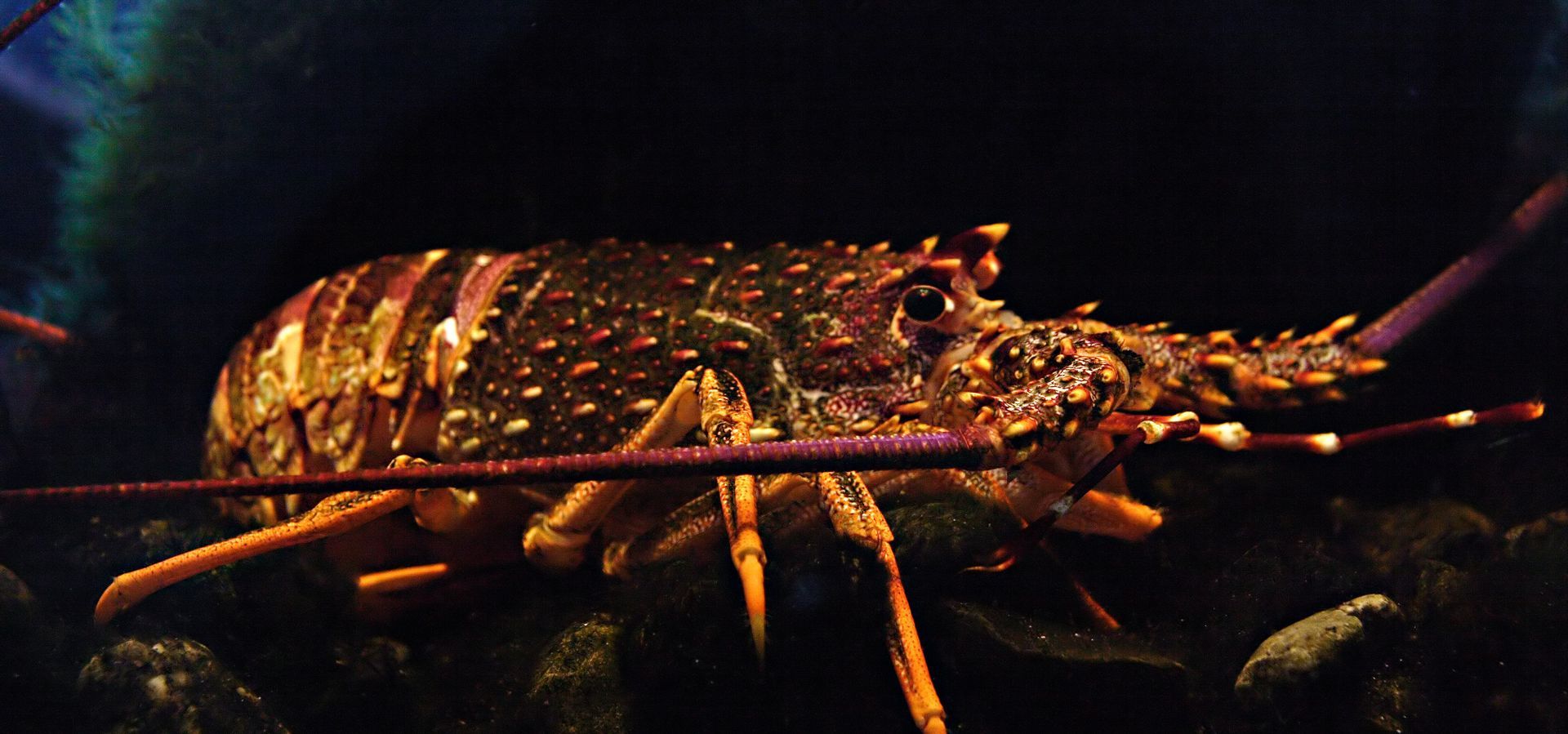 Pile of live lobsters with blue bands in a seafood market display Pile of live lobsters with blue bands in a seafood market display