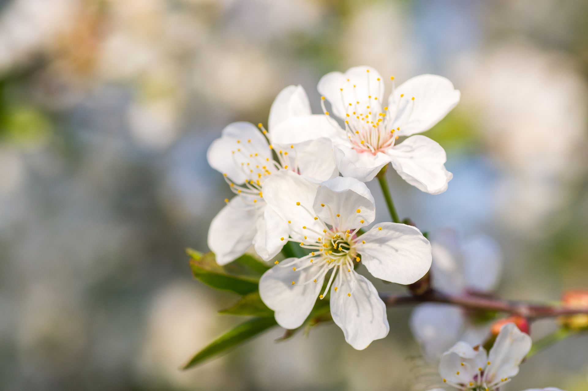 White blossoms on a tree branch with a soft blurred background