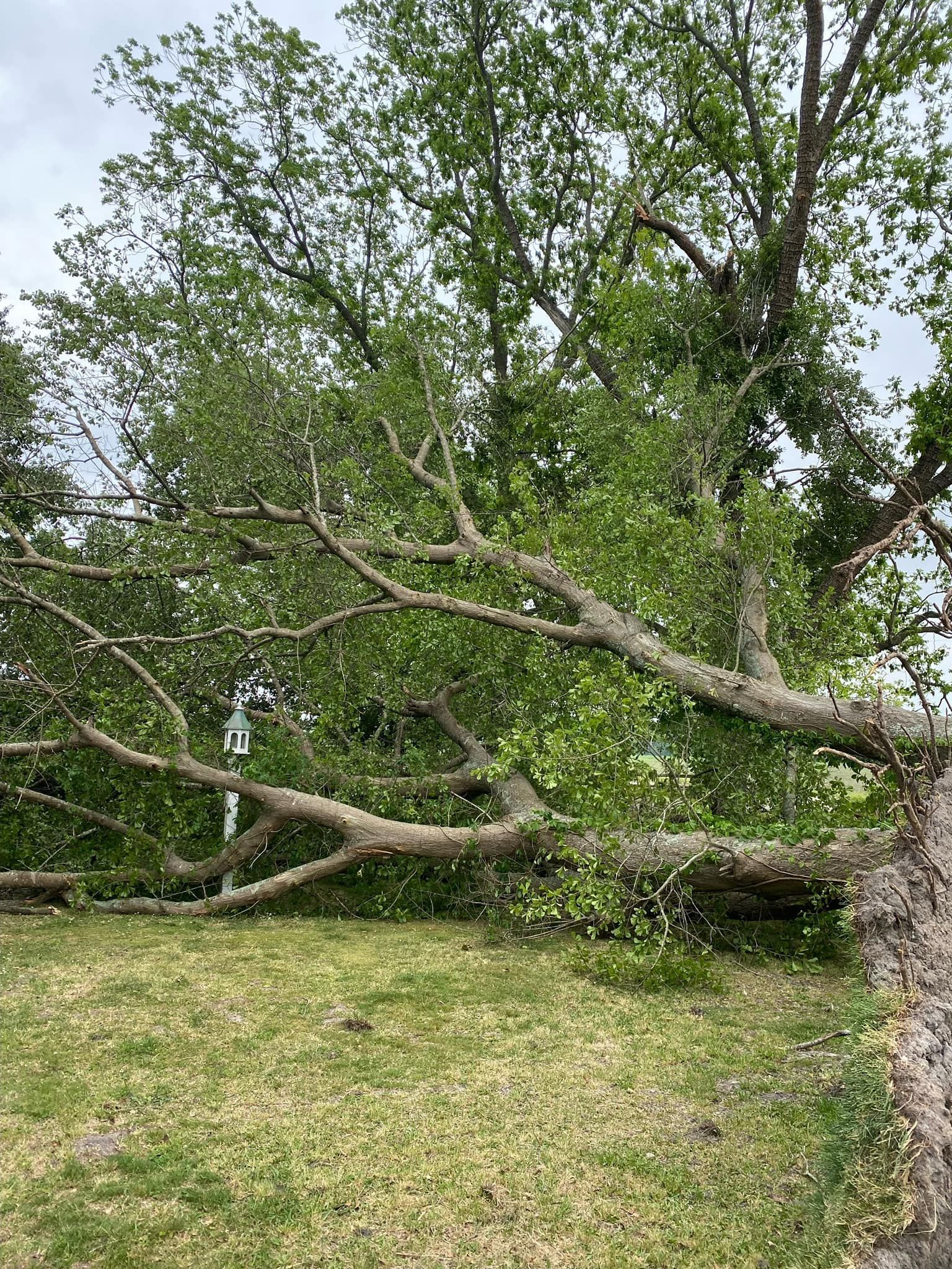 A fallen tree branch is laying on the ground in a field.