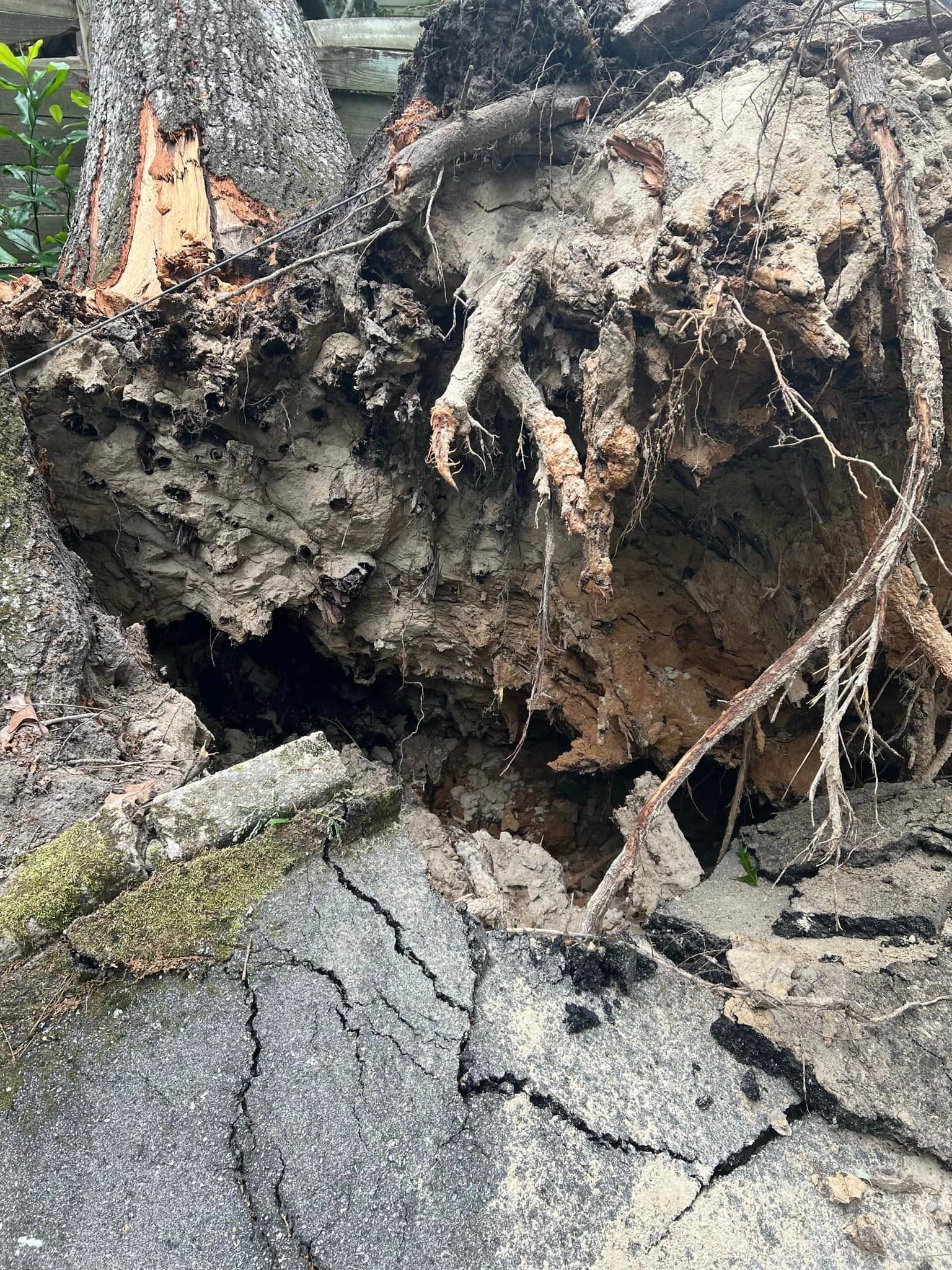 A large tree stump is laying on the ground next to a cracked asphalt road.