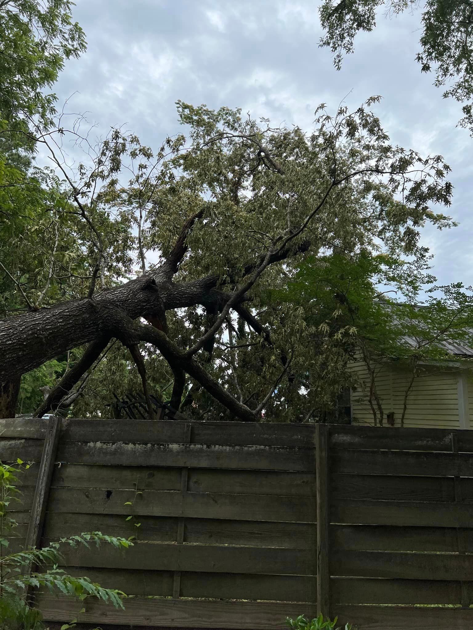 A tree that has fallen over a wooden fence.