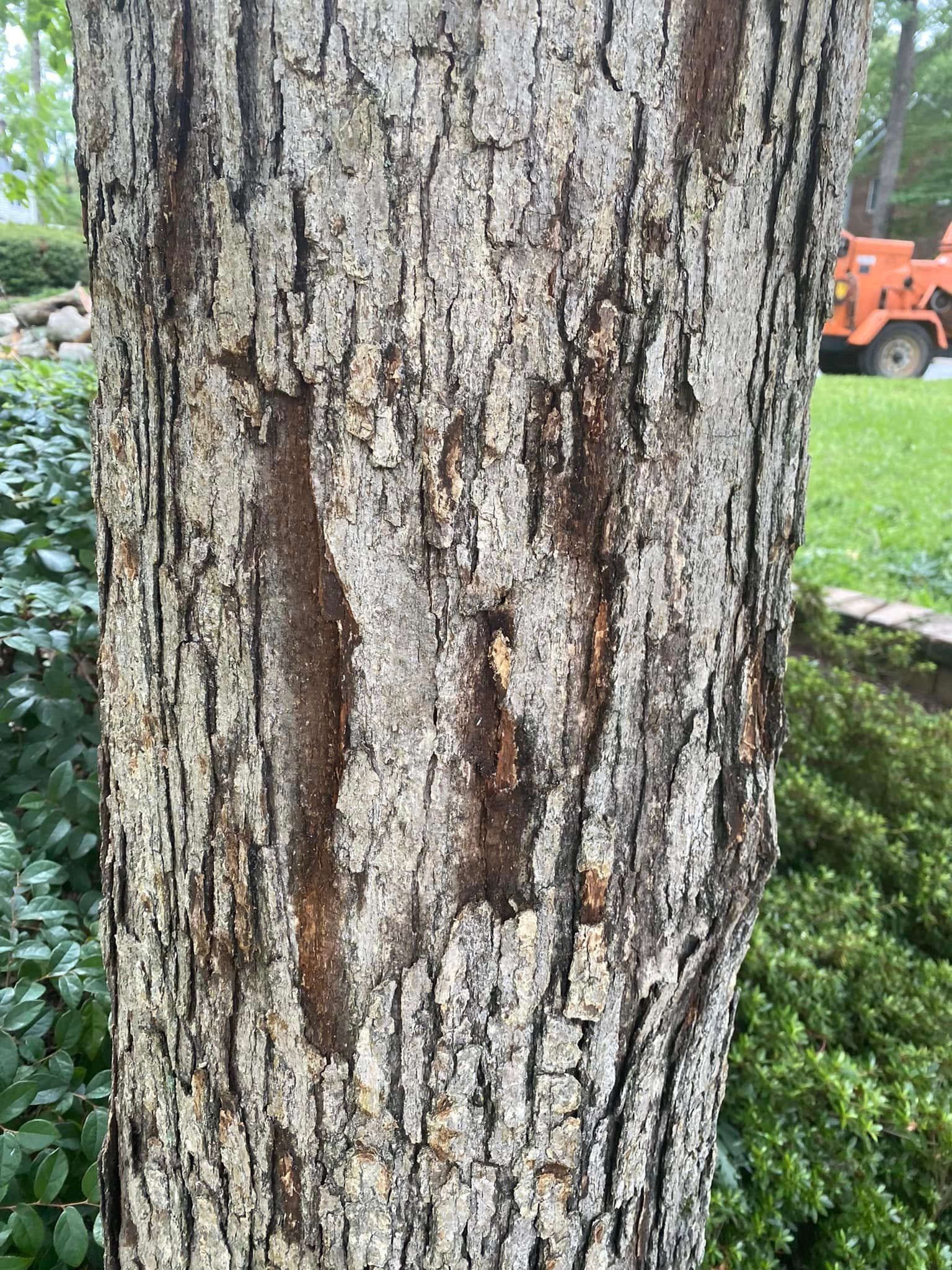 A close up of a tree trunk with a hole in it.