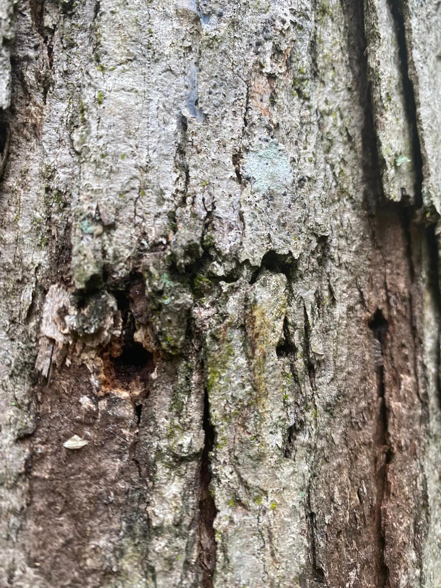 A close up of a tree trunk with a hole in it.