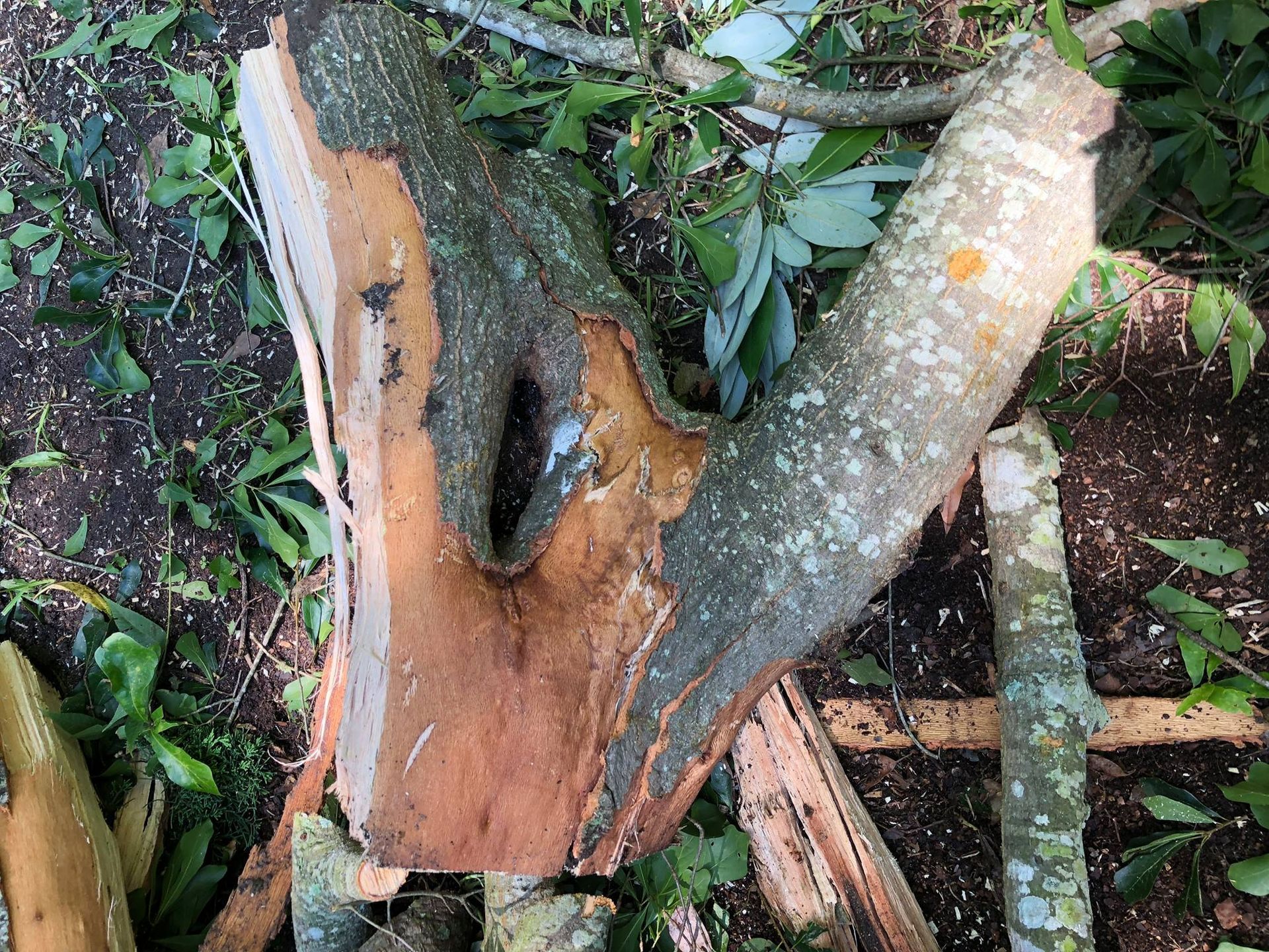 A pile of wood is sitting on the ground next to a tree trunk.