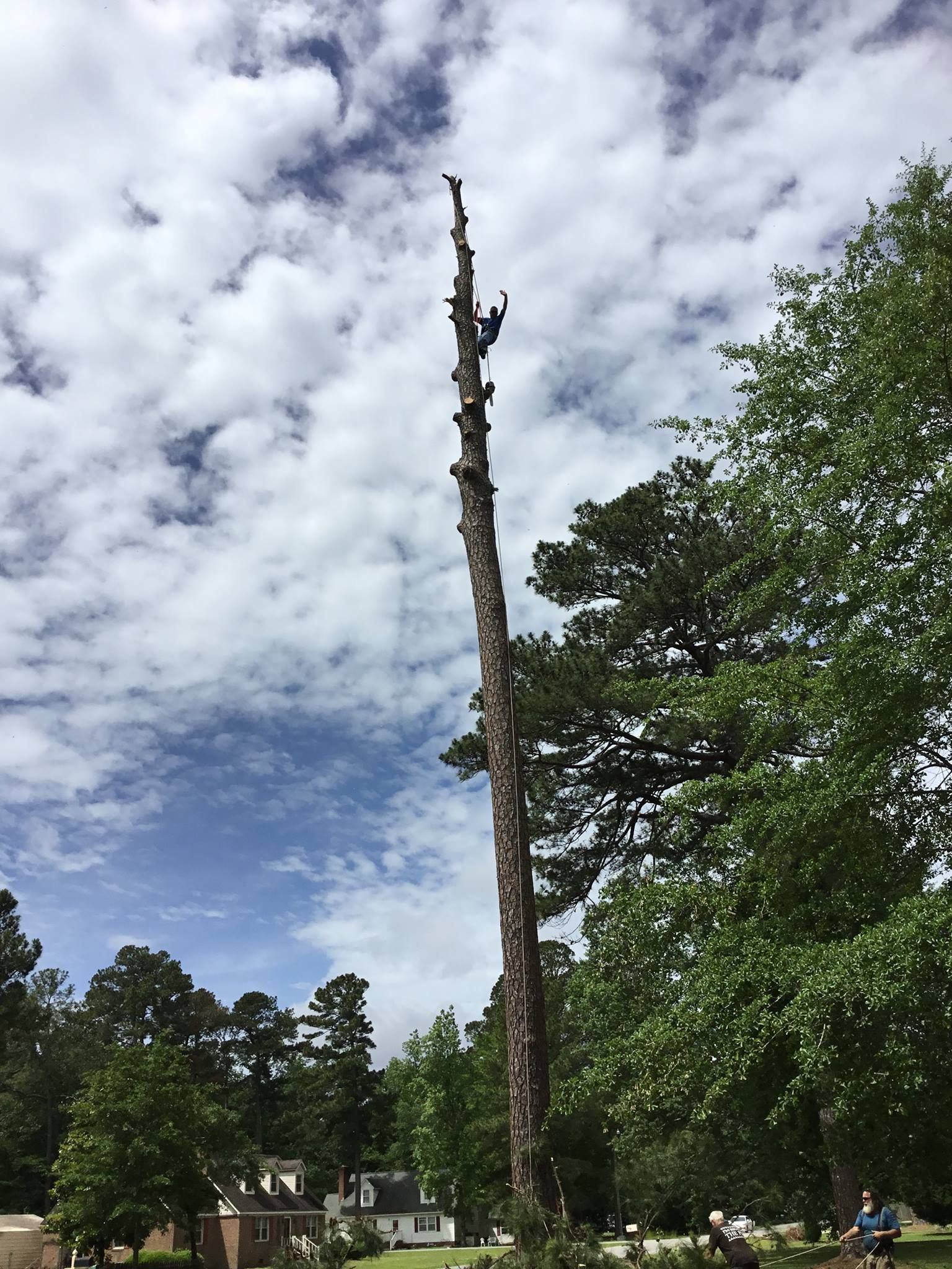 A man is climbing up the side of a tall tree.