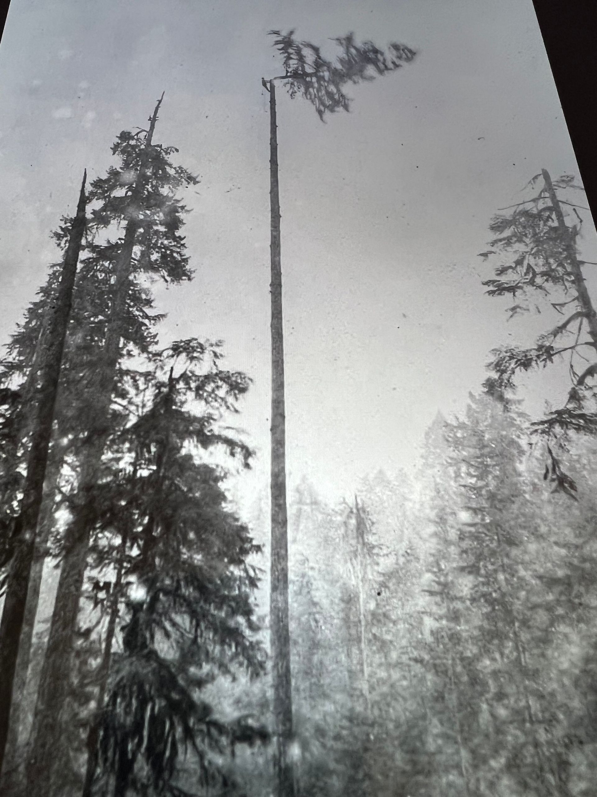 A black and white photo of a snowy forest