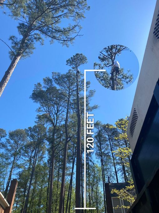 A picture of a tree that is 120 feet tall