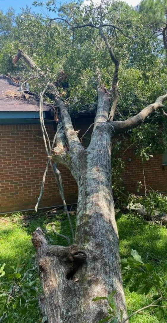 A large tree is sitting in front of a brick building.