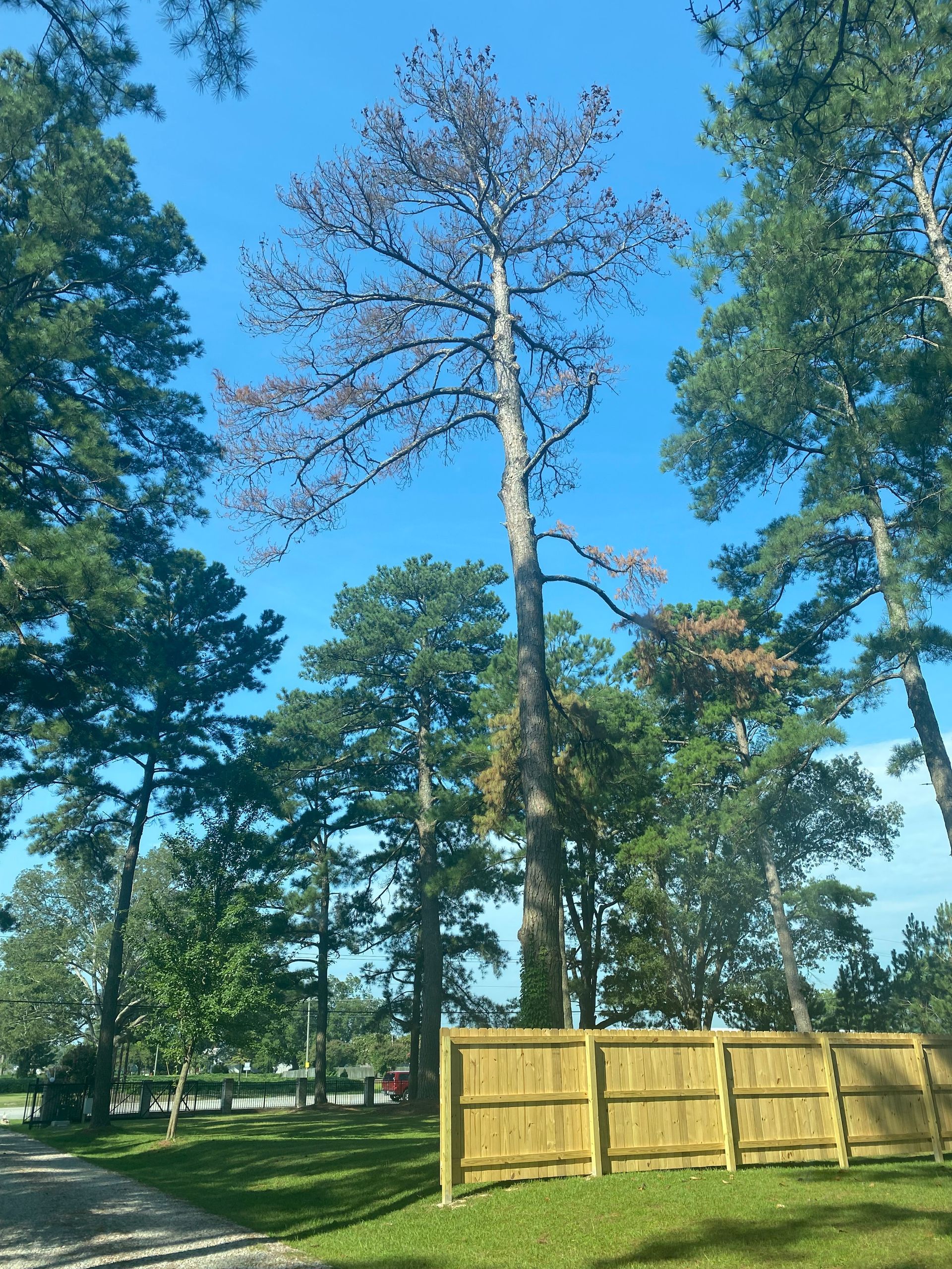 A wooden fence is surrounded by trees and grass