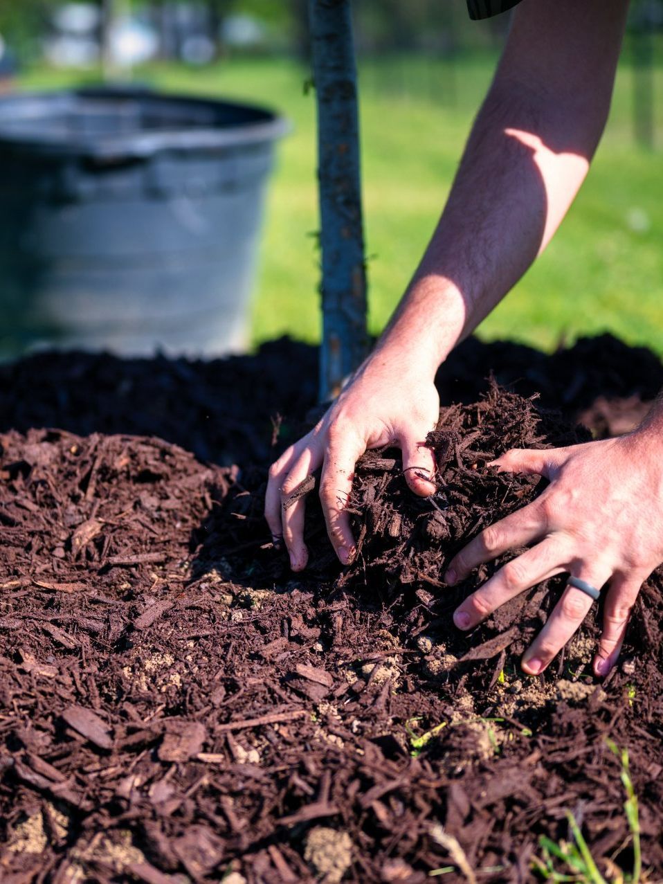 A person is planting a tree in a pile of mulch