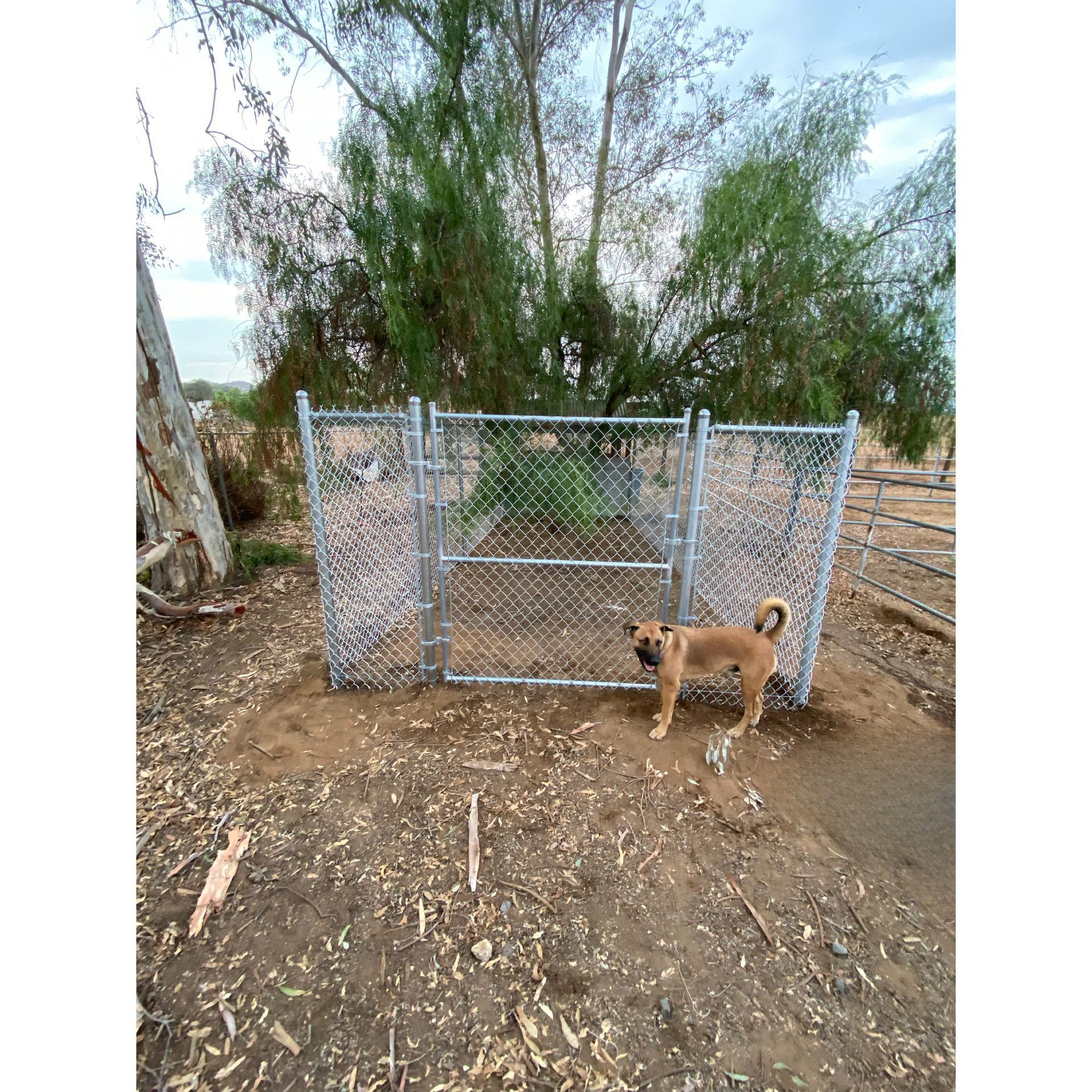 Small tan dog beside a chain-link gate in a dirt yard with trees and brush in the background.