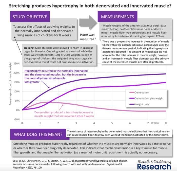 MUSCLE GROWTH