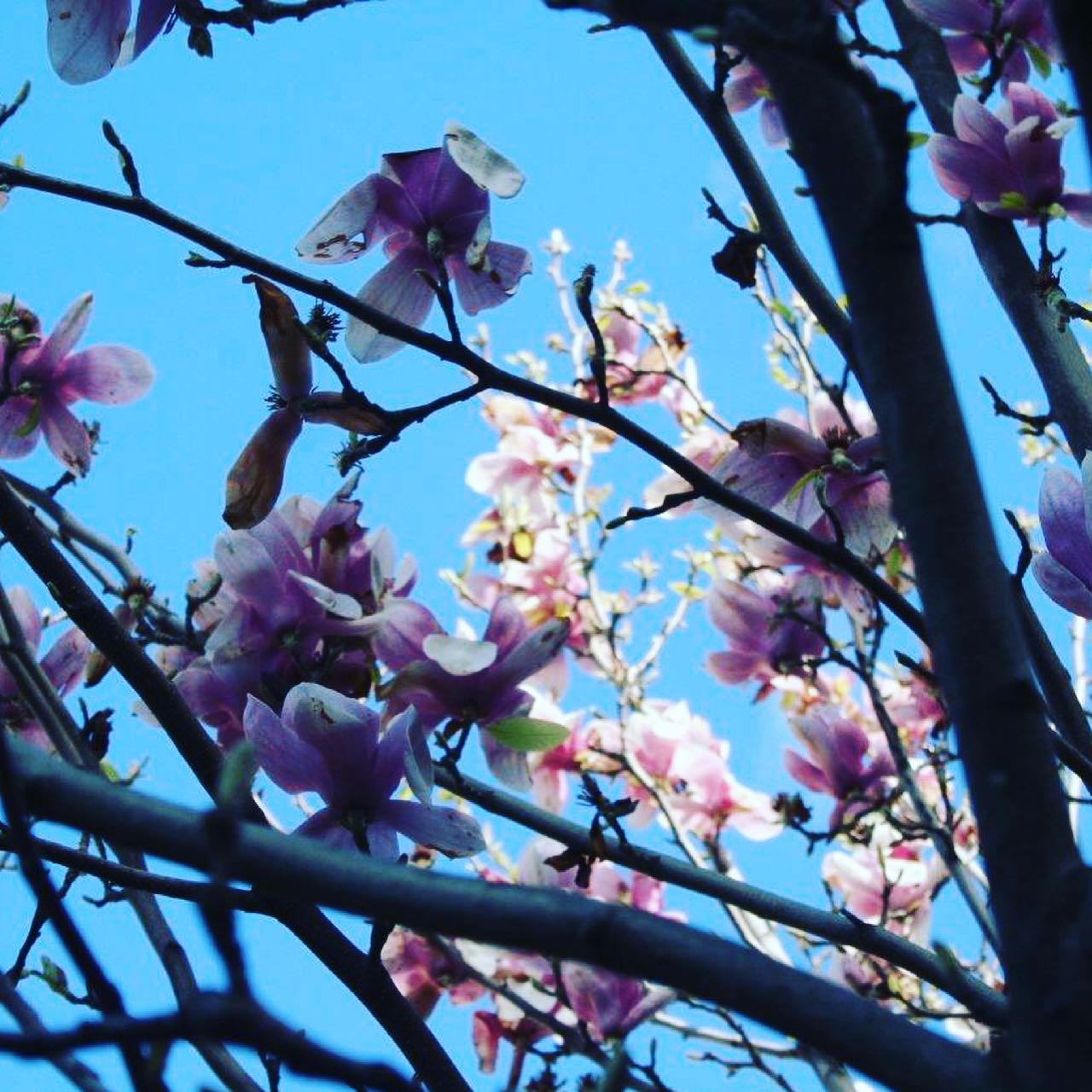 albero da frutto