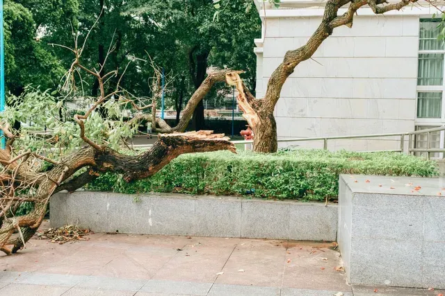 Damaged Tree — Rogers, MN — A + A Tree Care Professionals