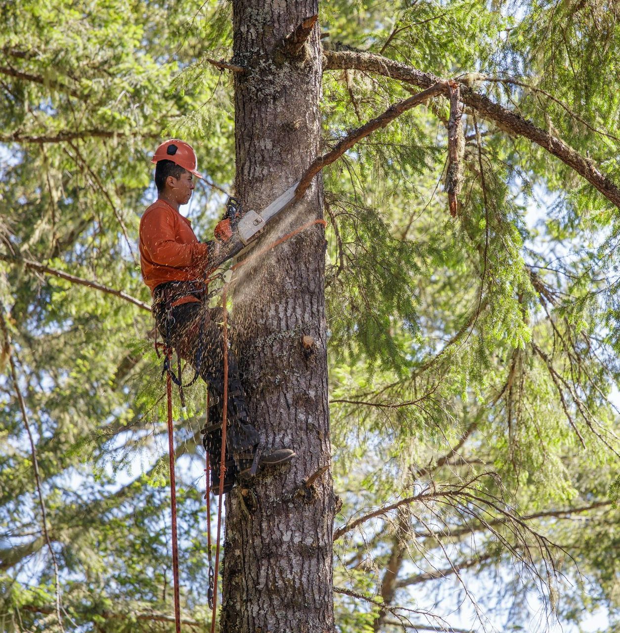 Professional Tree Pruning — Andover, MN — A + A Tree Care Professionals
