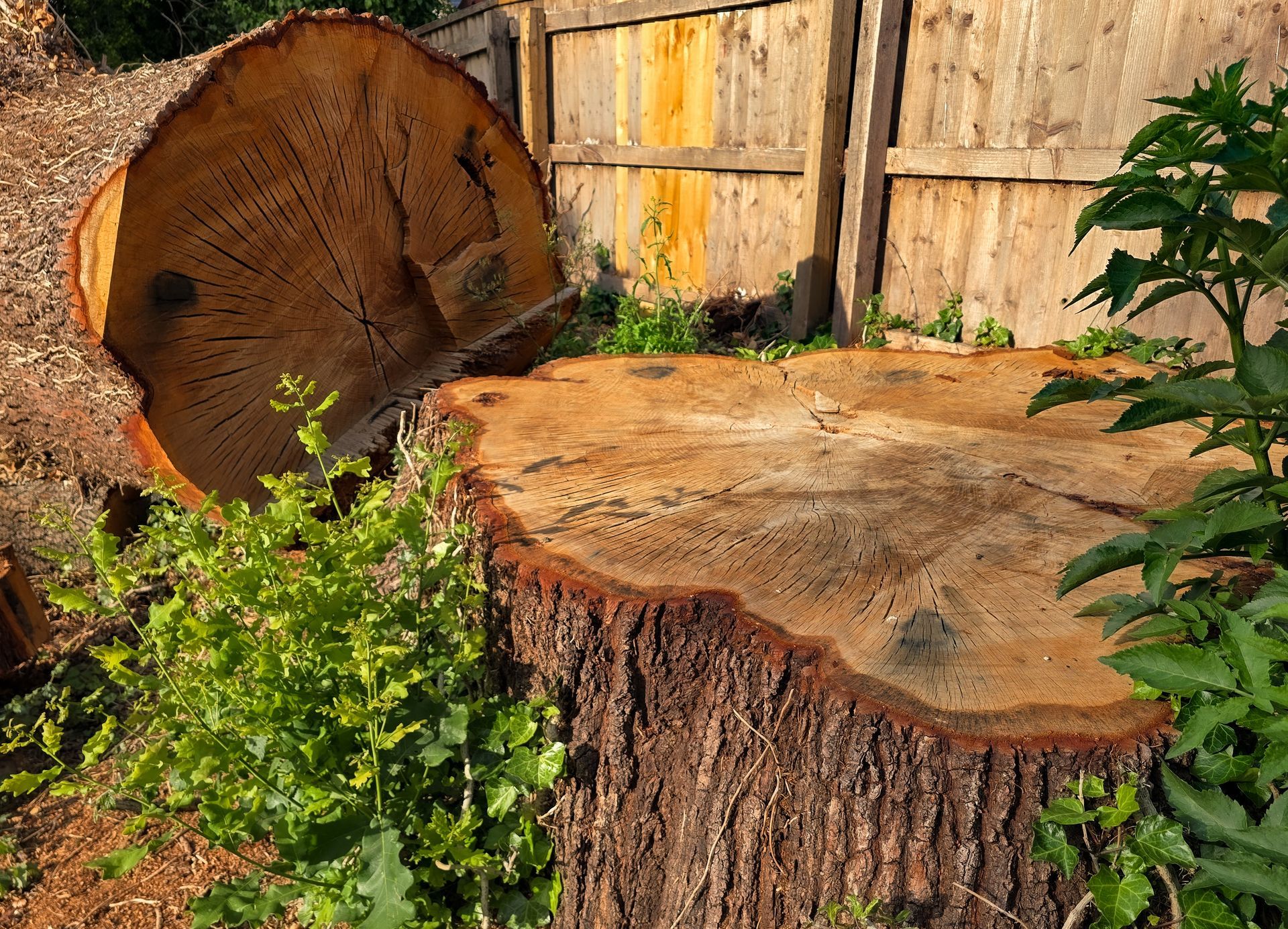 A tree being cut down shows bark peeling and wood rings as it falls during the felling process