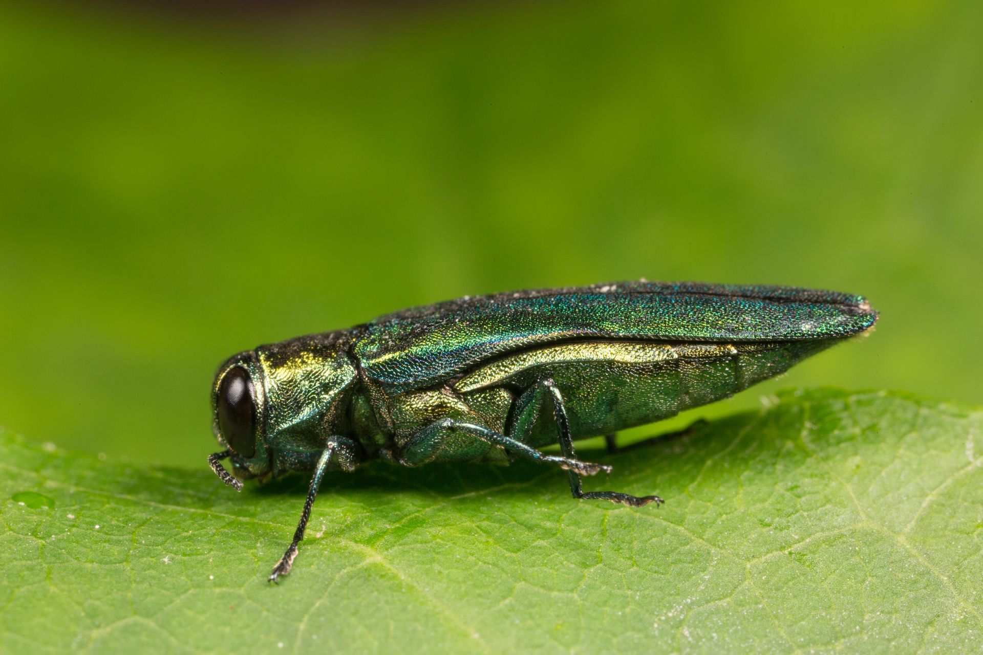 Emerald Ash Borer — Rogers, MN — A + A Tree Care Professionals