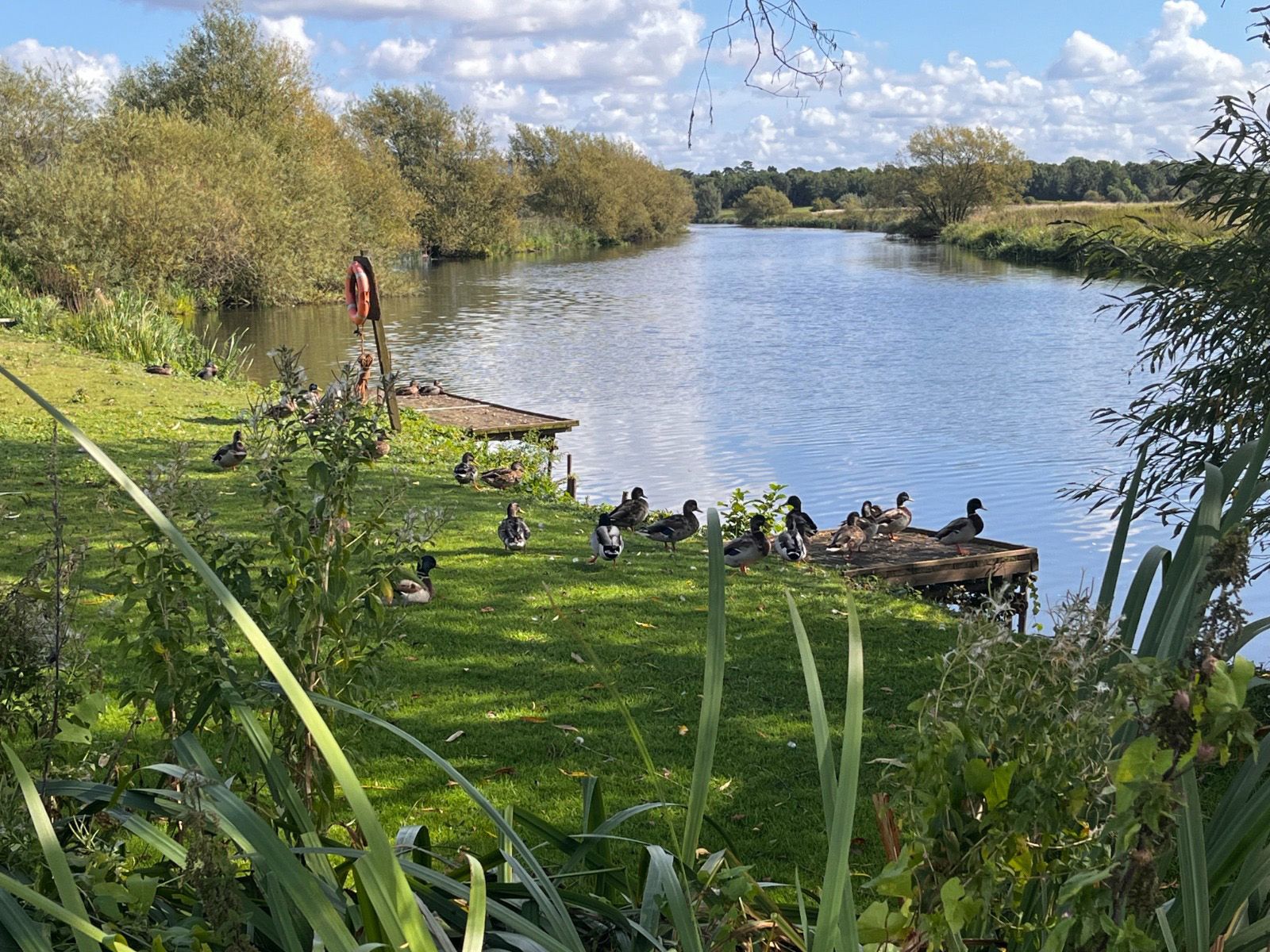 AView of a group of ducks sitting on the shore of a river next to Cotswold Grange Country Park holiday homes