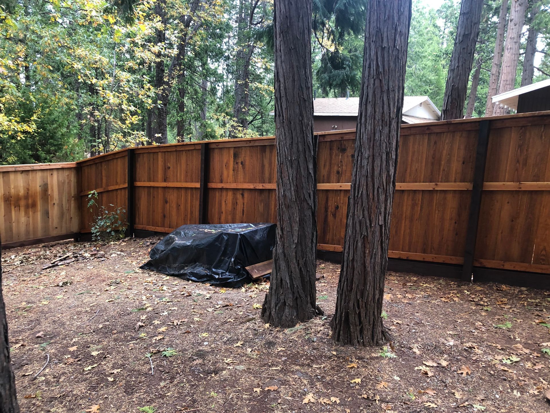 A wooden fence runs along the back of a leaf-strewn yard with two large pine trees and a covered object near the fence.