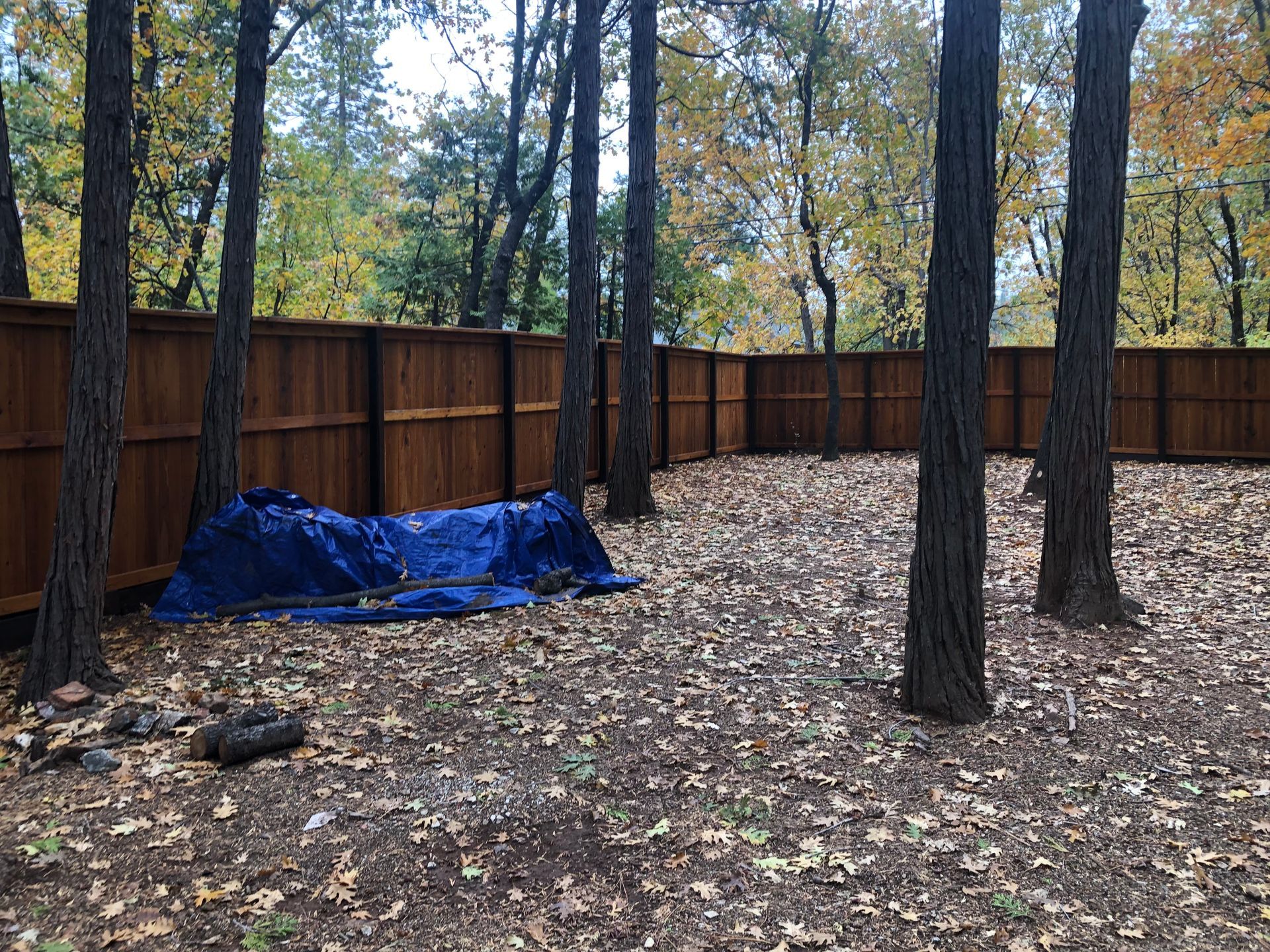 A wooden privacy fence surrounds a wooded backyard covered in fallen leaves, with a blue tarp resting against a tree.