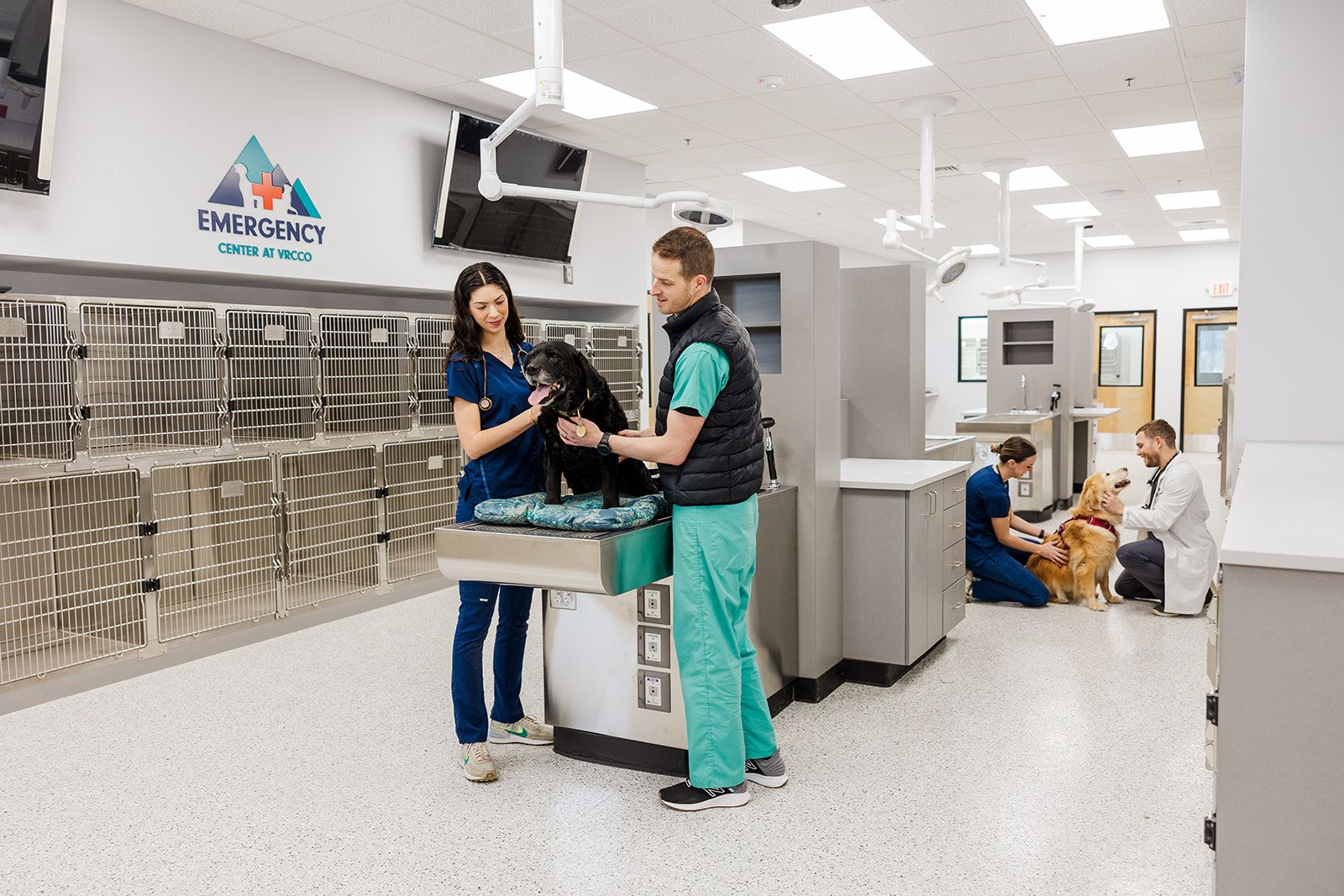 A man and a woman are examining a dog in a veterinary clinic.