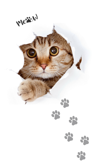 Dog - Oswaldtwistle - Aspen Valley Boarding Kennels & Cattery - Cat Cat
