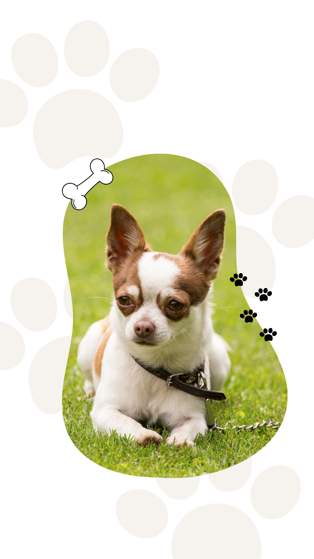 Cattery - Oswaldtwistle - Aspen Valley Boarding Kennels & Cattery - kennel kennel