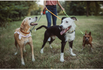 Kennels - Oswaldtwistle - Aspen Valley Boarding Kennels & Cattery - Dog Dog
