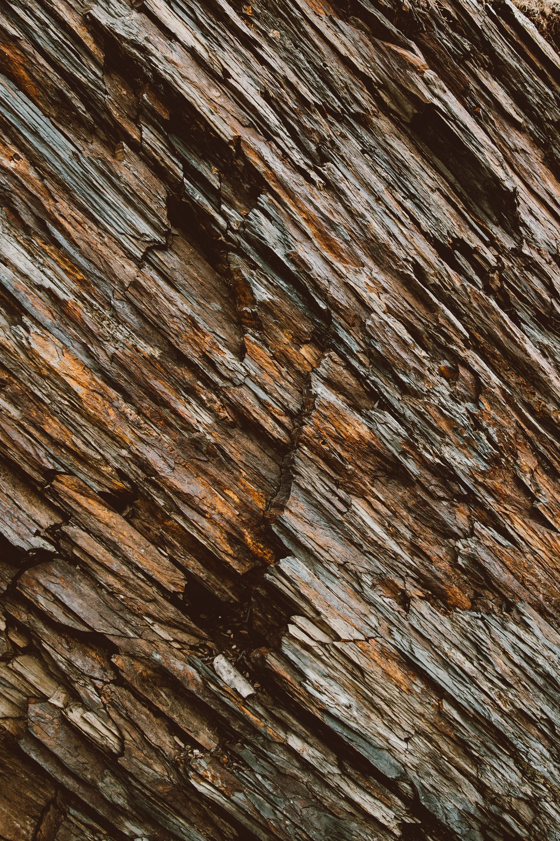 Close-up of brown and gray tree bark with rough, layered texture