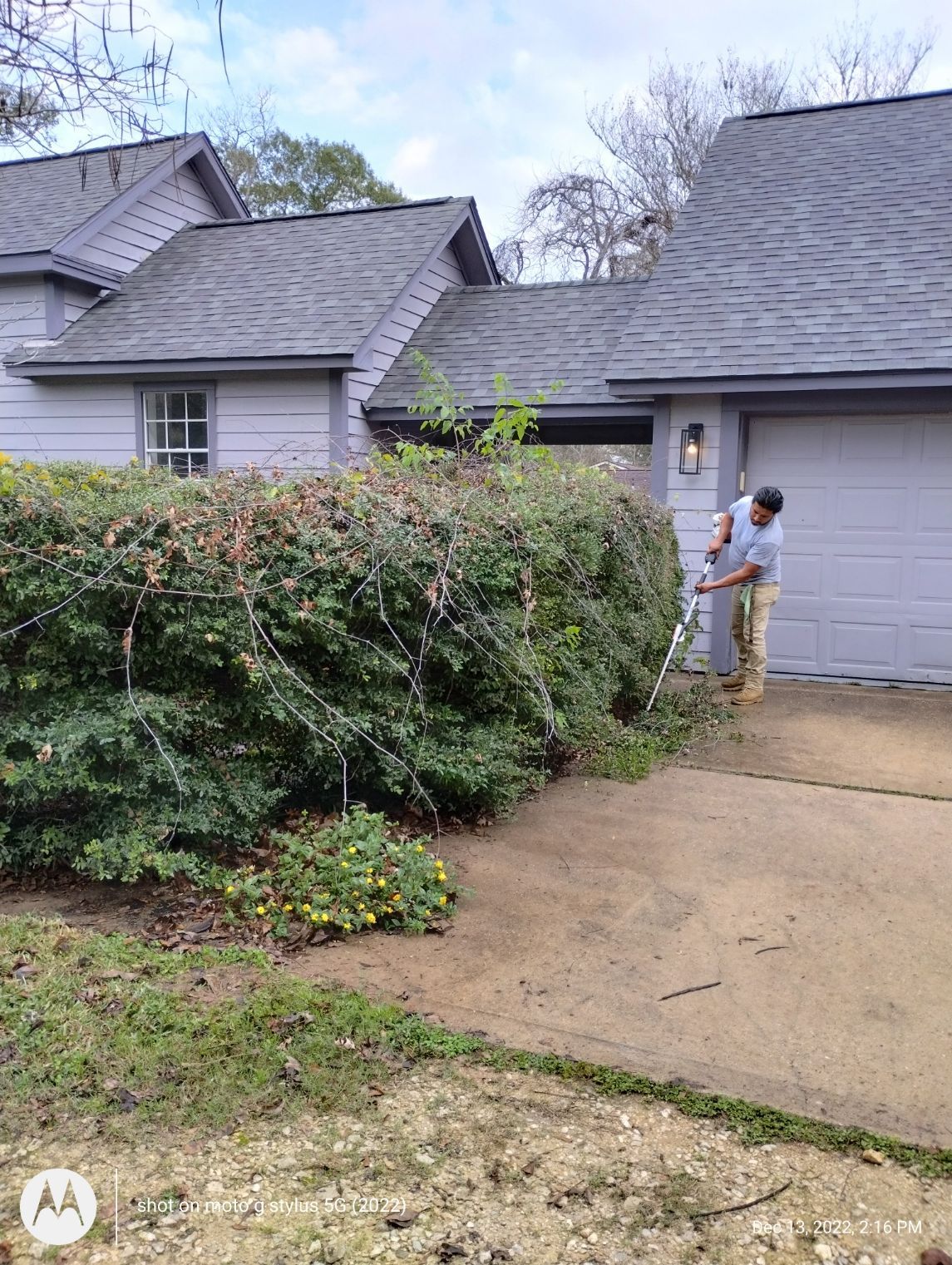 A man is cutting a hedge in front of a house.