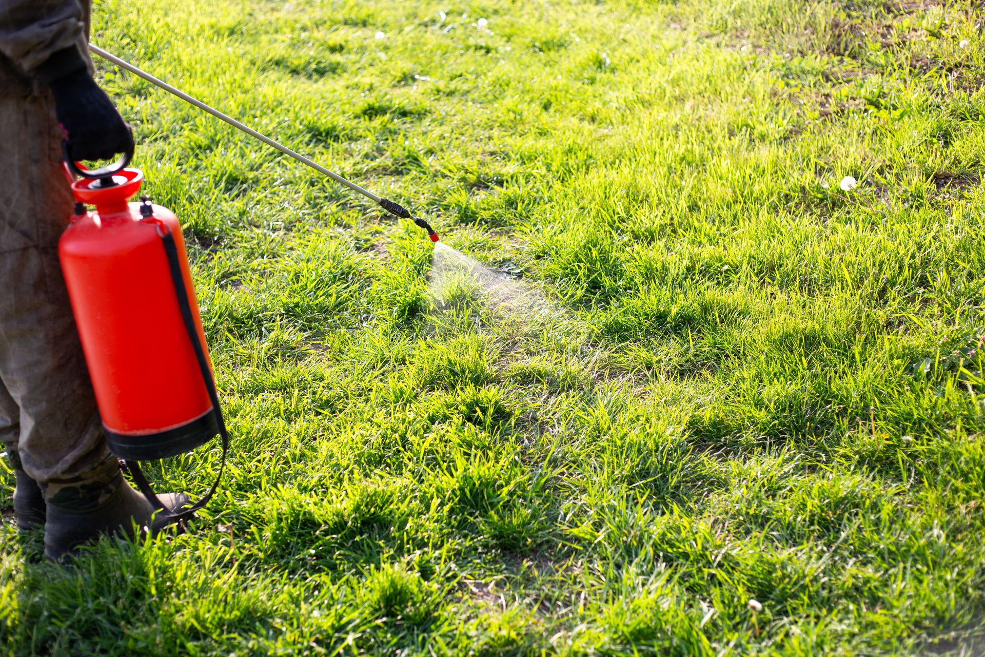 A person in work clothes uses a red hand-pump sprayer to apply liquid to a green lawn.