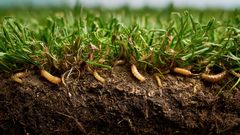 A cross-section view of turf showing small, pale larvae feeding on grass roots beneath the soil surface.