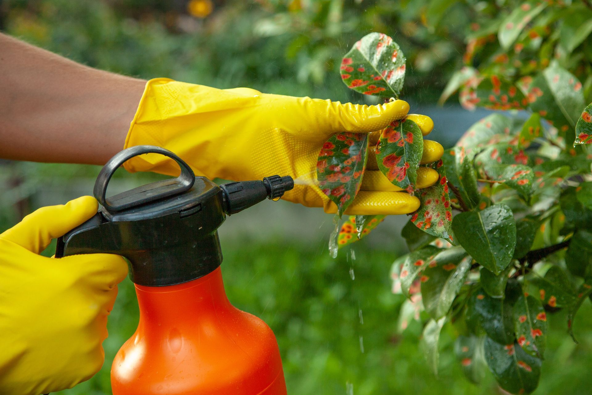 A person wearing yellow gloves sprays a solution onto apple tree leaves speckled with rust-colored spots.