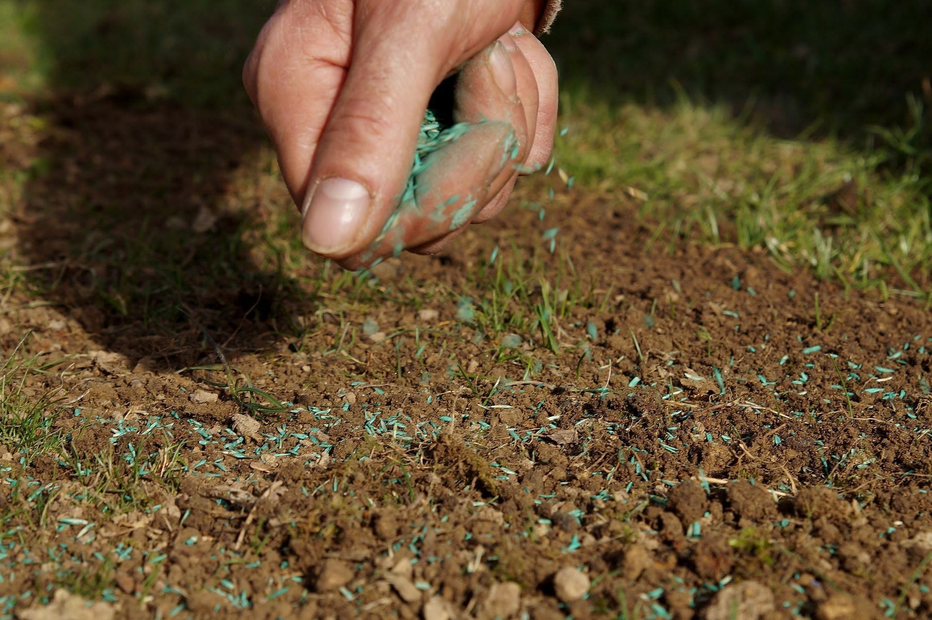 A hand spreading turquoise-coated grass seeds over a patch of bare, brown soil.