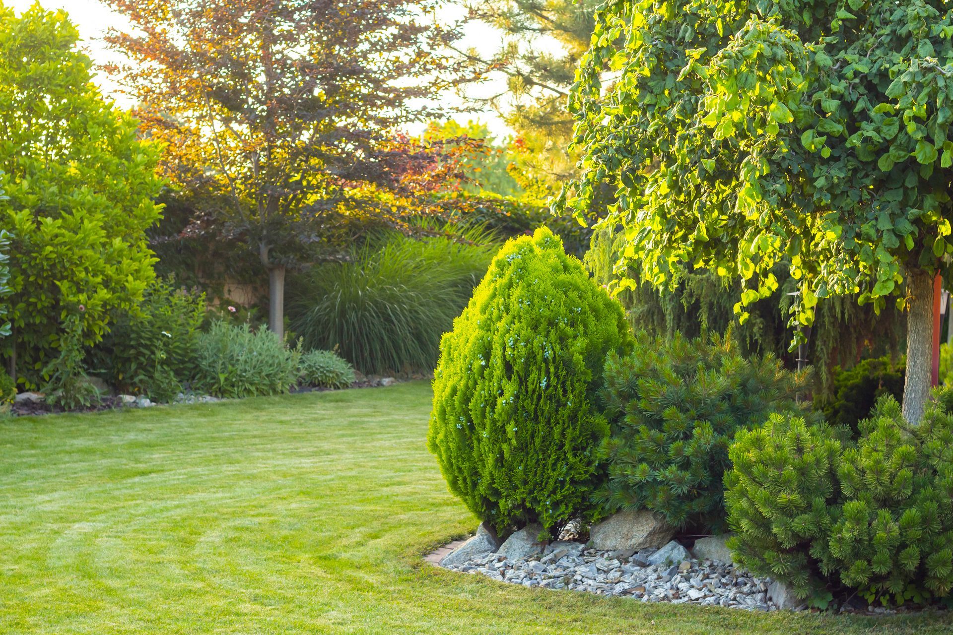 A vibrant green backyard with a manicured lawn, ornamental shrubs, and trees lit by golden hour sunlight.
