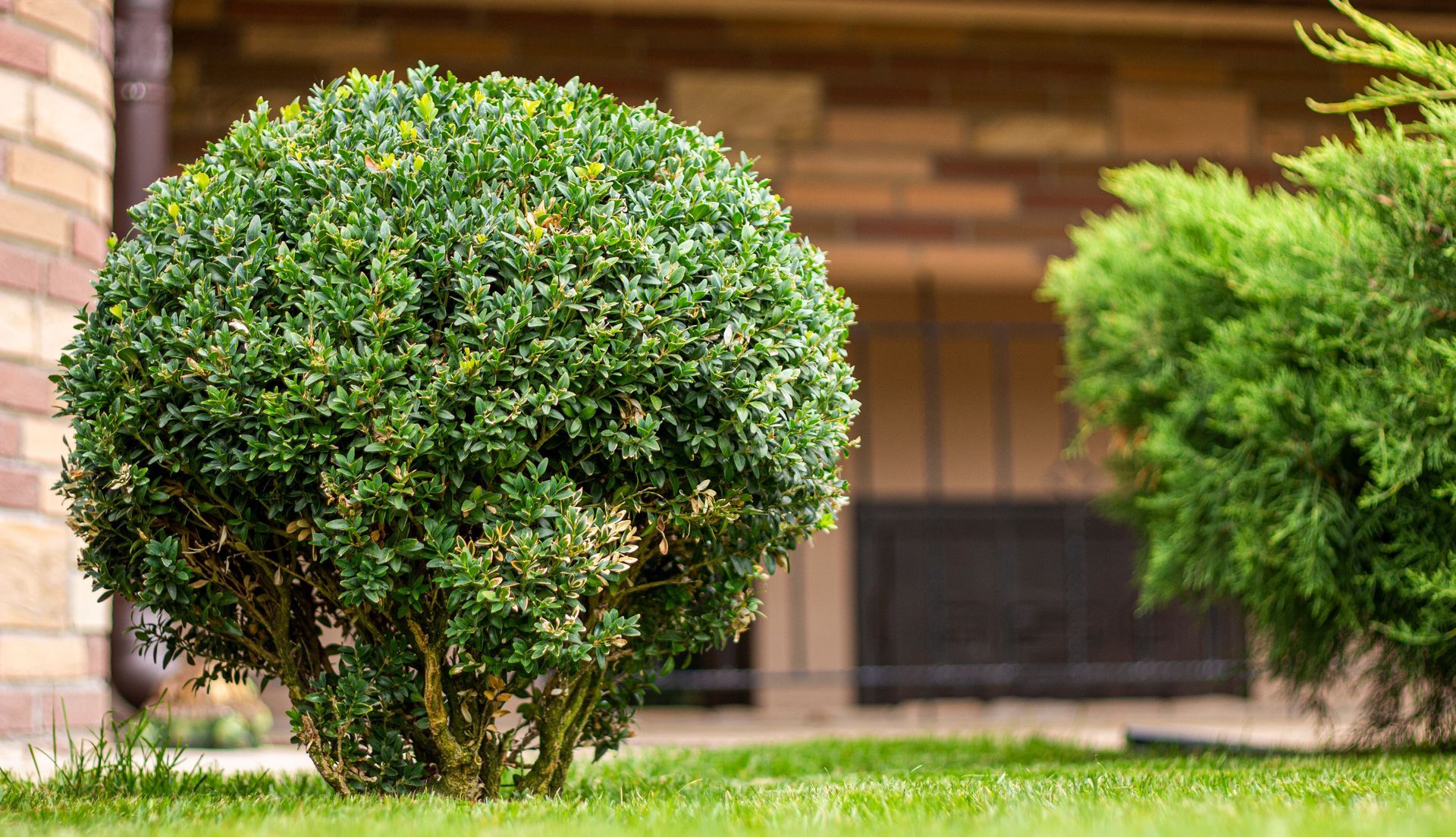 A trimmed, rounded green boxwood shrub sits on a lawn in front of a brick building.