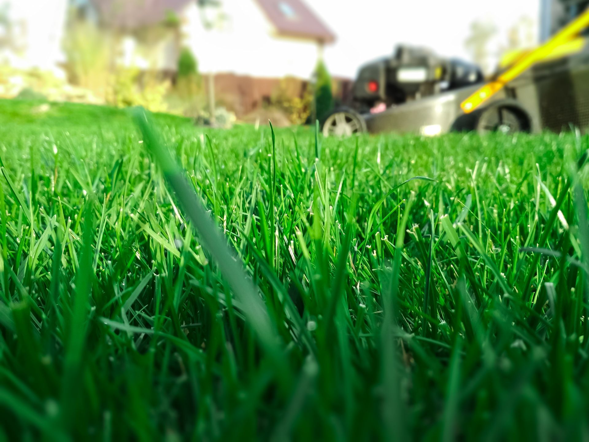 A close-up view of vibrant green grass in the foreground with a blurred lawnmower in the distance.
