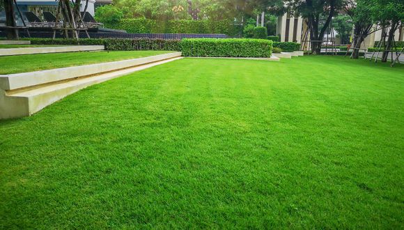 A vibrant green lawn in a landscaped park with a tiered stone border, trees, and hedges in the background.