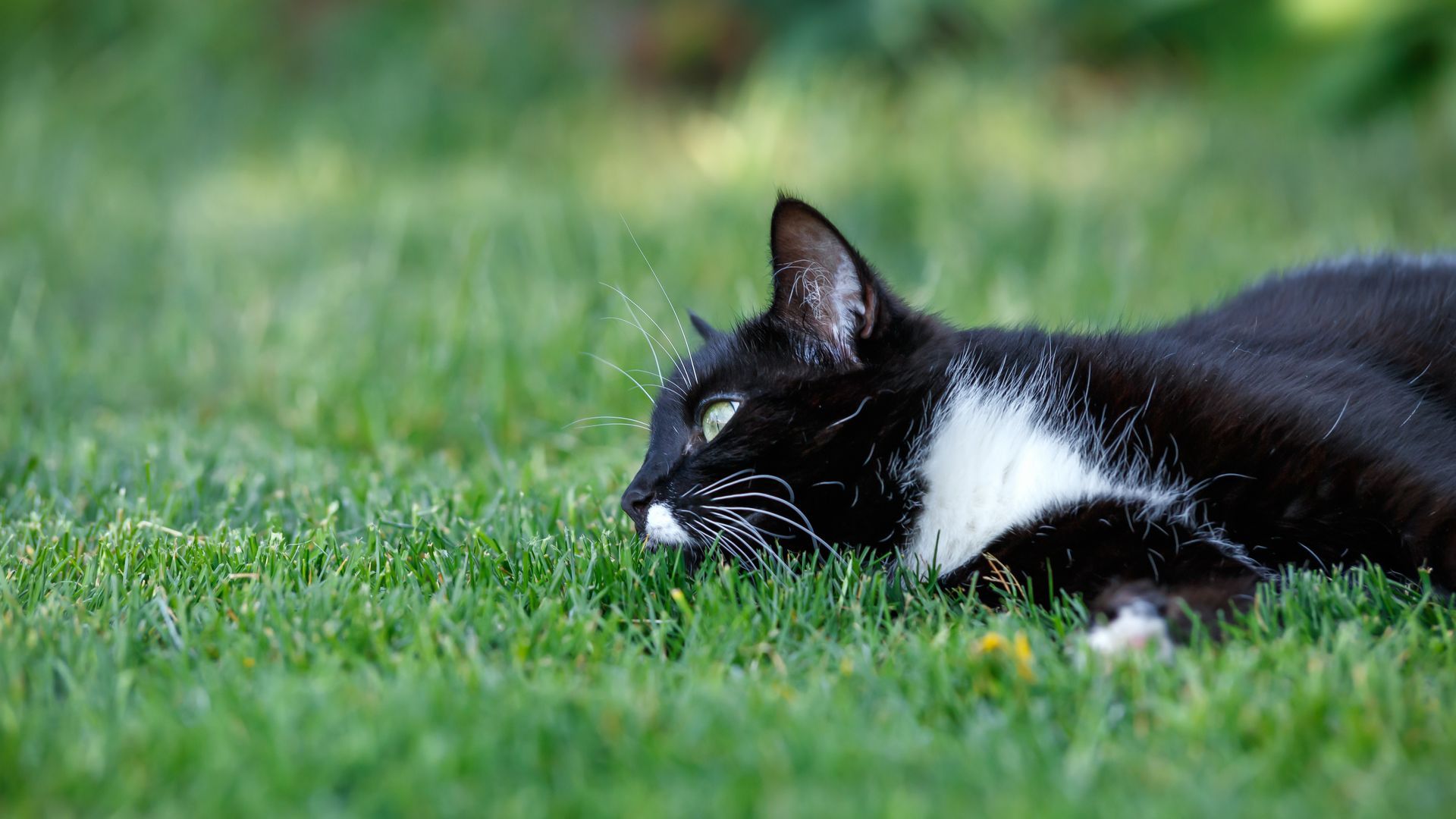 A black and white cat crouches low in lush green grass, looking toward the left with alert eyes.