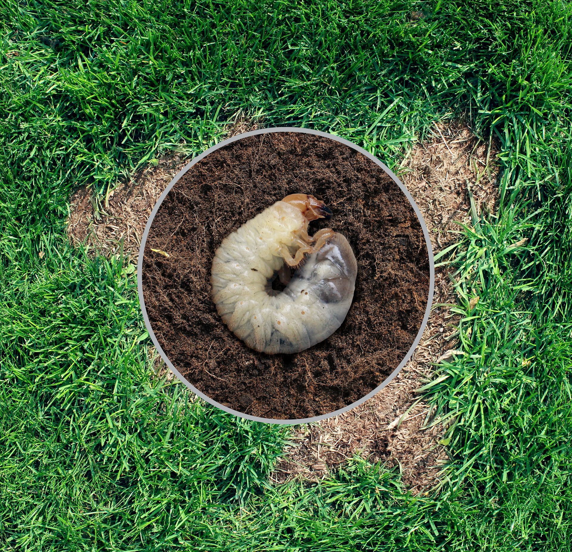 A C-shaped white grub larva rests in a circular patch of soil surrounded by green grass.