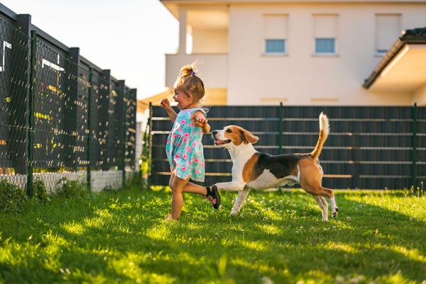 A child in a floral dress runs through a grassy yard, playing with a tricolor beagle.